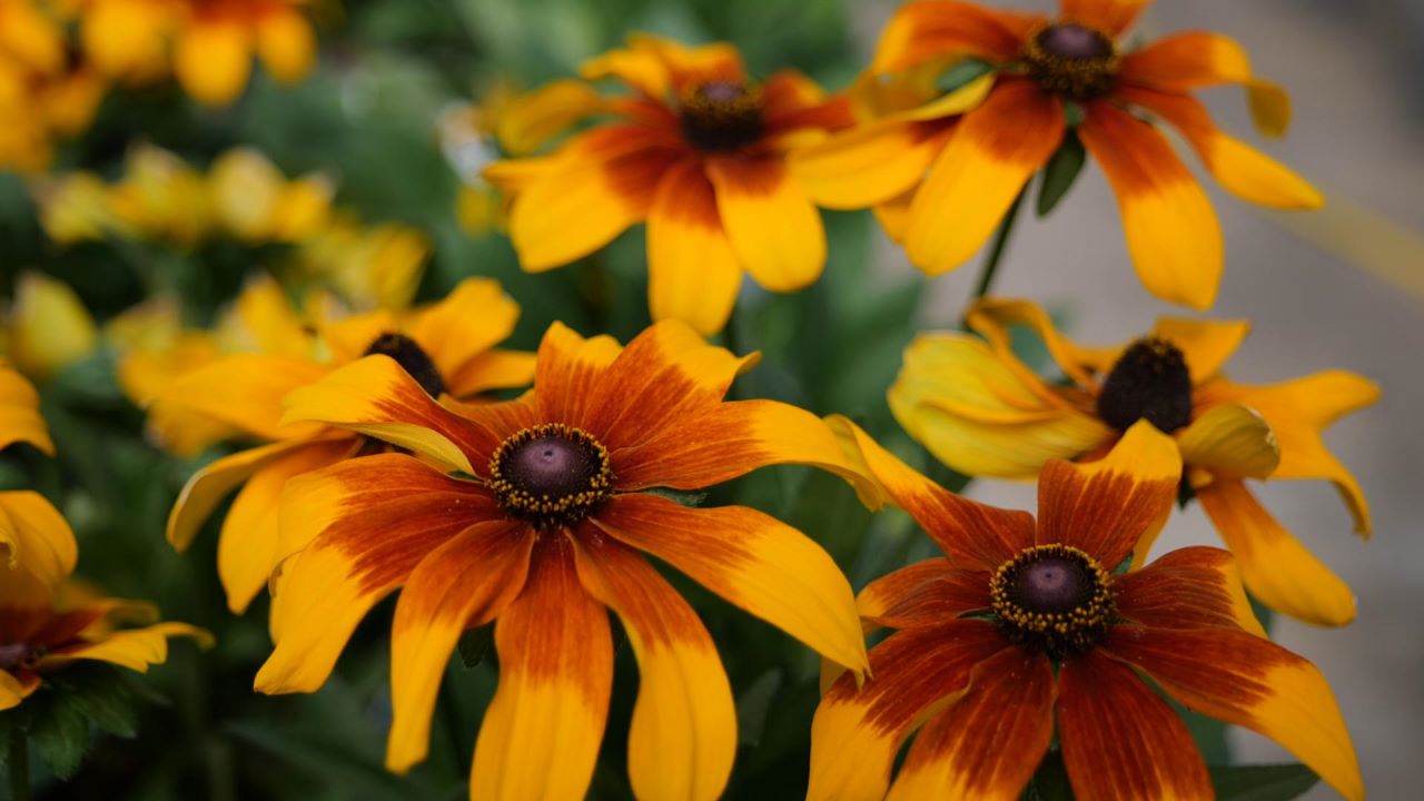 Get It Growing: Rudbeckia Sun Rising makes beautiful cut flowers
